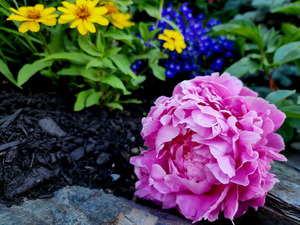 VT Peony 1