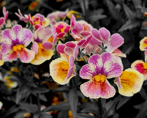 Orchids 1