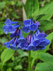 Virginia Bluebells