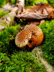 Snoring Fungus