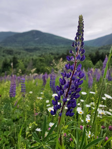 White Mountain Lupines