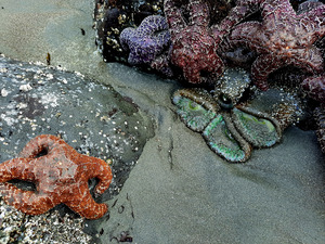 Tidal Pool 3