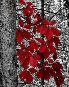 Virginia Creeper
