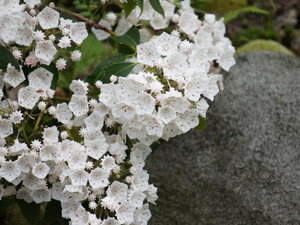 White Mountain Laurel