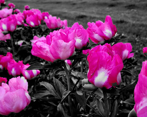 Pink Peonies