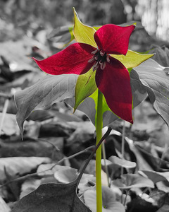 Red Trillium