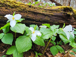 White Trillium Line