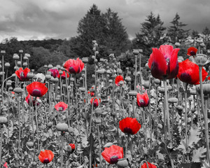 Poppies 1