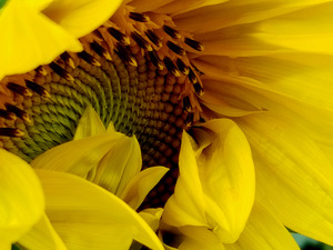 Unfurling Sunflower