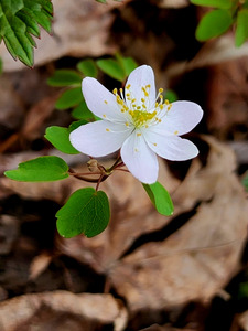 Rue Anemone