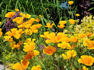 California Poppies