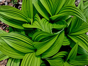 Green False Hellebore