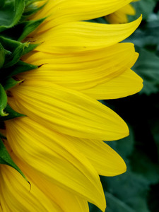 Sunflower Portrait 1
