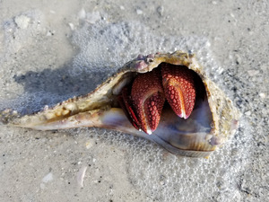 Crab