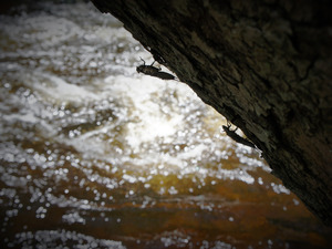 Stonefly Shucks