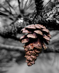 Pinecone