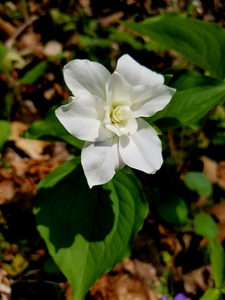 Double White Trillium
