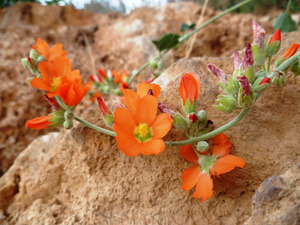Orange Flowers