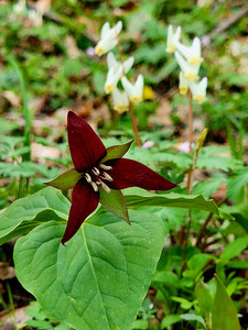 Red Trillium And Dutchmans Breeches