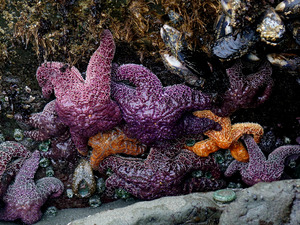 Tidal Pool 7