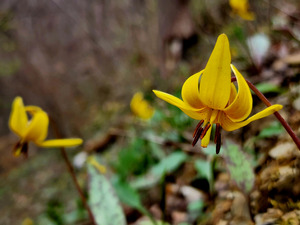 Trout Lilies