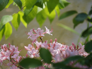 Native Azalea 2