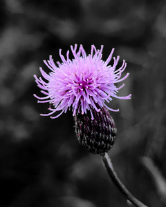 Thistle