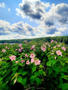 Swamp Mallow At Moraine State Park
