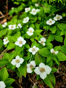 Bunchberry
