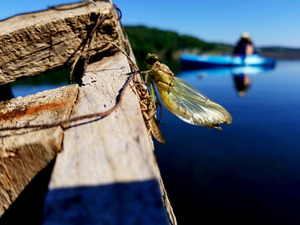 Emerging Dragonfly