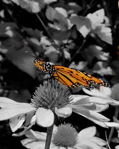 Monarch Butterfly