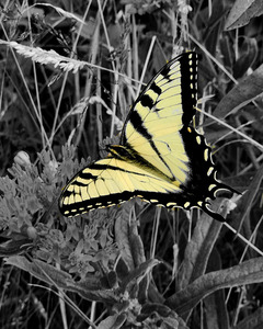 Swallowtail Butterfly