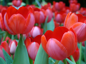 Red Tulips