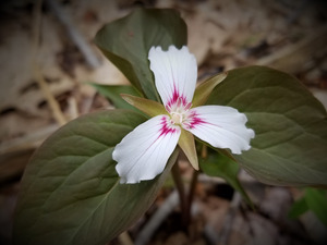 Painted Trillium