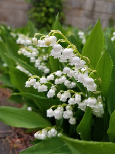 Lily Of The Valley