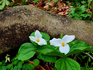 Trillium Duo
