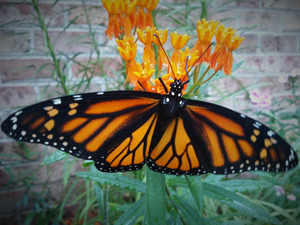 Monarch Female