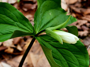 White Trillium Bud