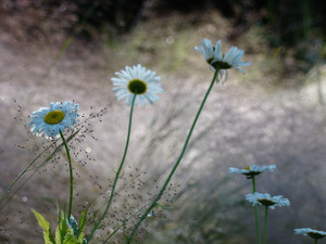 Daisies