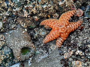 Tidal Pool 1