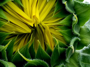 Sunflower Bud