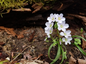 Spring Beauties