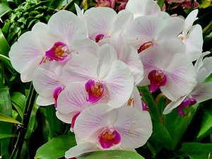Orchid Cluster