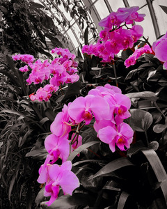 Orchids 2