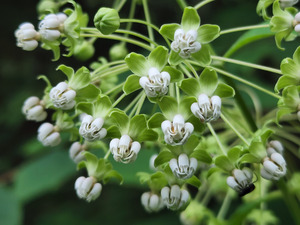 Poke Milkweed