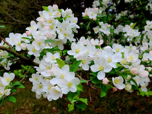 Apple Blossoms