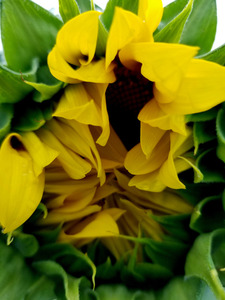 Sunflower Peek
