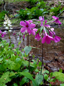 Creeping Phlox Streamside