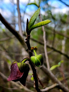 Paw Paw Flower