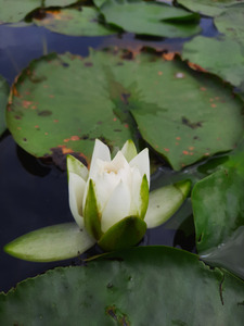 Water Lily
